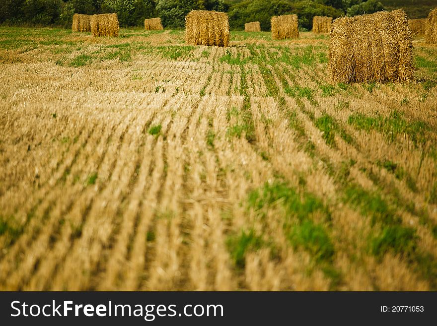 Straw Haystacks on the grain field after harvesting. Straw Haystacks on the grain field after harvesting
