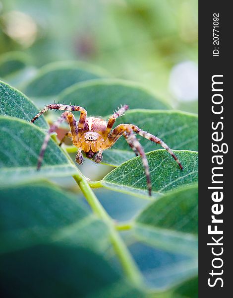 Macro of cross spider on leaf