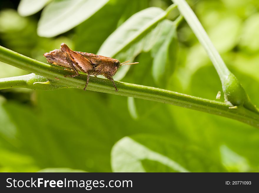 Grasshopper on green vegetation