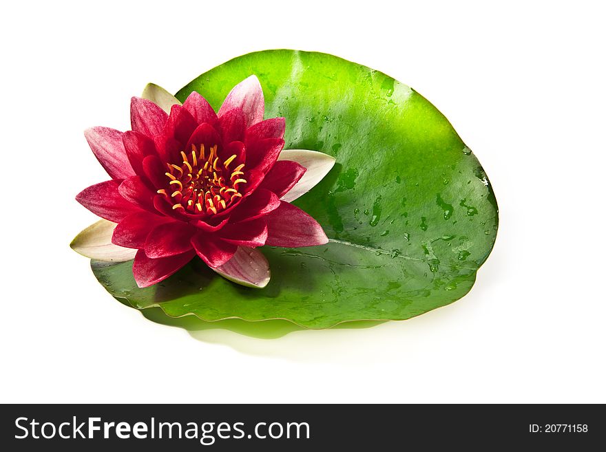 Water lily with leaf on white background