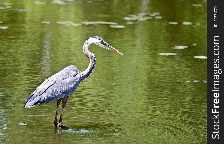Blue Heron stalking for his lunch. Blue Heron stalking for his lunch.