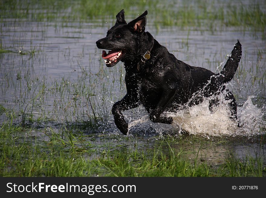 Black Labrador running through water in flooded meadow. Black Labrador running through water in flooded meadow