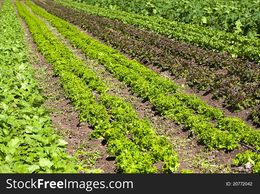 Crops growing in a raw, agriculture scene. Crops growing in a raw, agriculture scene