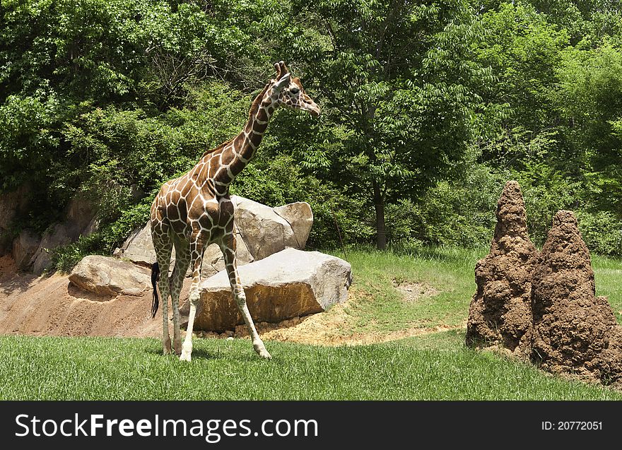 A giraffe looks over the anthills. A giraffe looks over the anthills