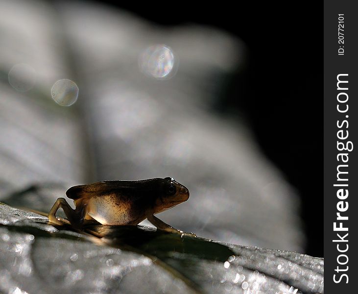 Takes off tail's hyla , length of body 15mm, photographs the Jiangxi nature protection area. In July, elevation 600 meters. Takes off tail's hyla , length of body 15mm, photographs the Jiangxi nature protection area. In July, elevation 600 meters.