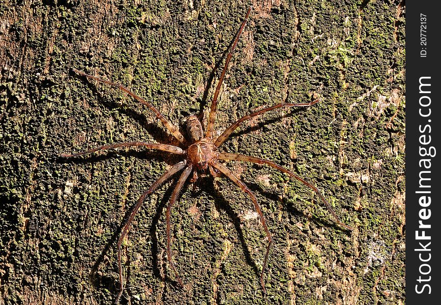 The Jiangxi Jiulian state-level nature protection area, on the big tree pauses the spider, stretches the body, bathes the sunlight.