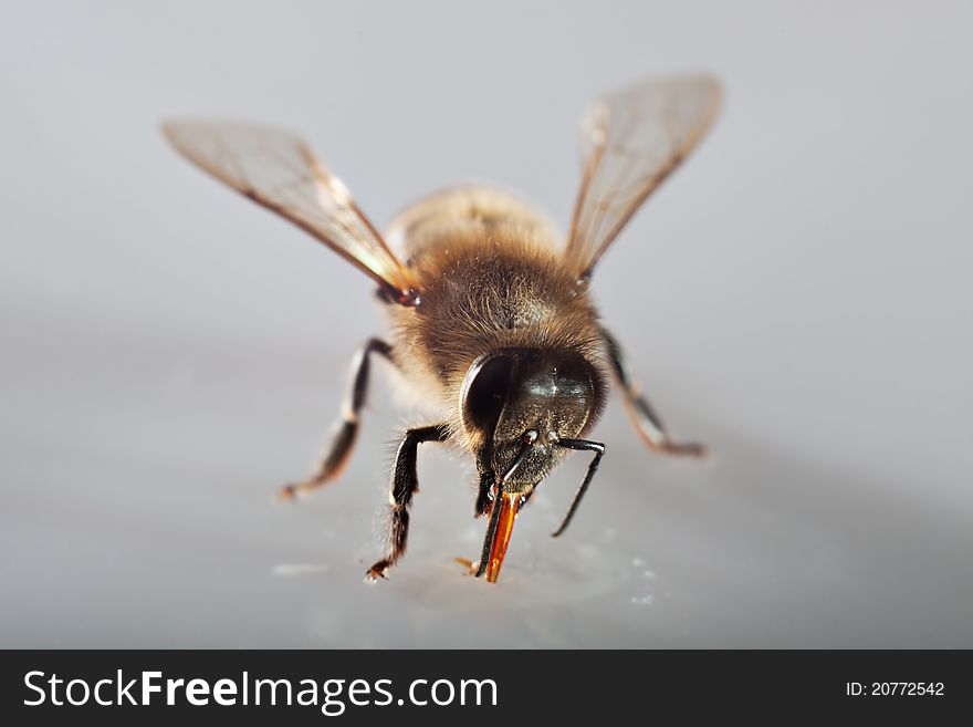 One bee isolated on grey