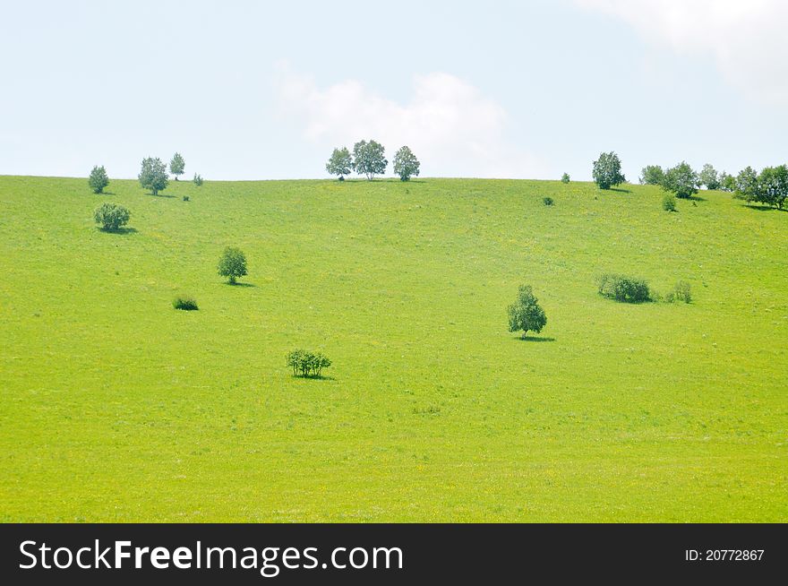 Green tree grove and shrubs on pasture. Green tree grove and shrubs on pasture.