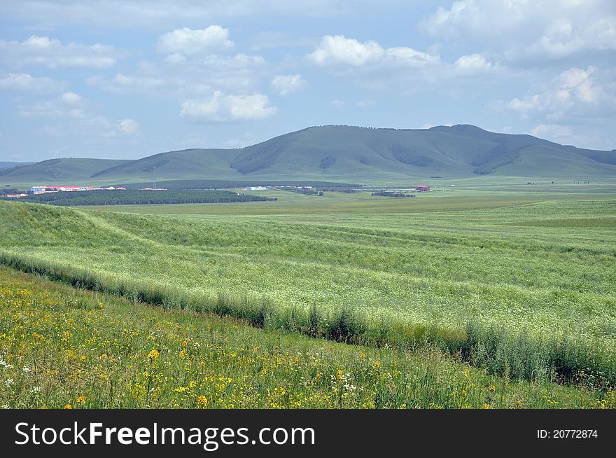 The beautiful flowery pasture in sunny summer day,Hohhot,Inner Mongolia,North China. The beautiful flowery pasture in sunny summer day,Hohhot,Inner Mongolia,North China.