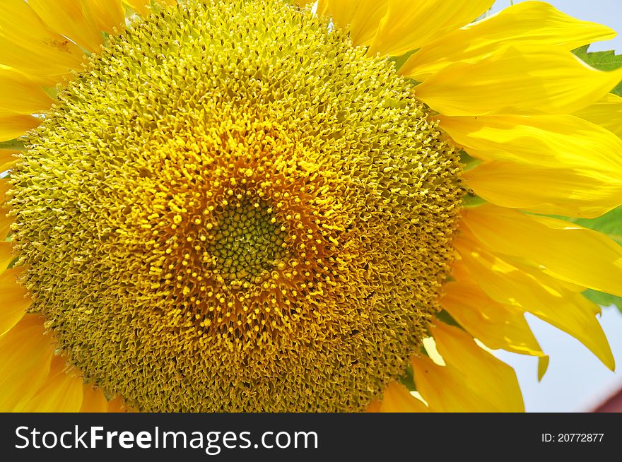 The close-up of a sunflower with sky background.