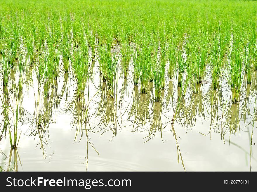 A rice field in thailand. A rice field in thailand