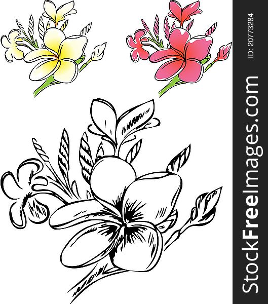 Botanical illustration of plumeria in color and outlines. Botanical illustration of plumeria in color and outlines.