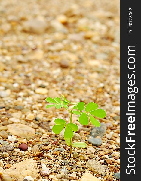 A young plant on gravel ground