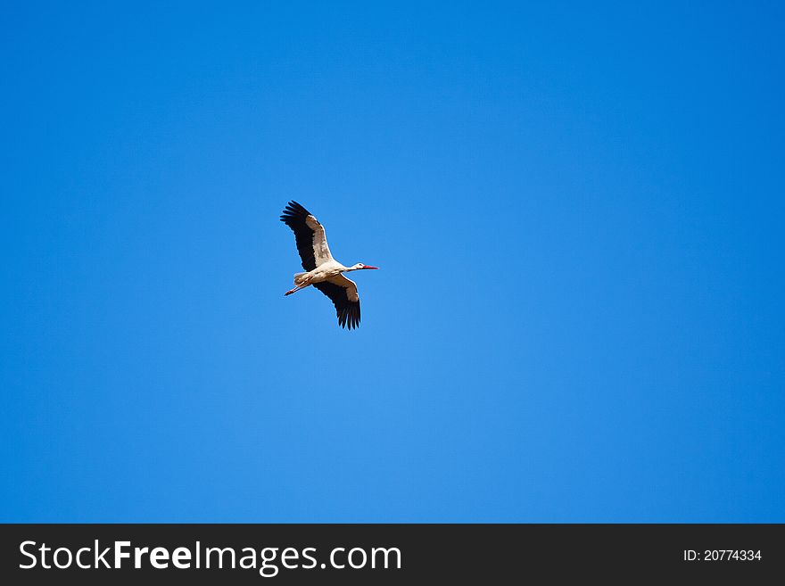 White stork flying on a blue sky