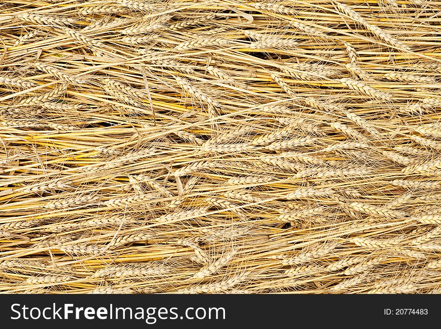 Golden Fully Ripe Wheat Fields Texture Background