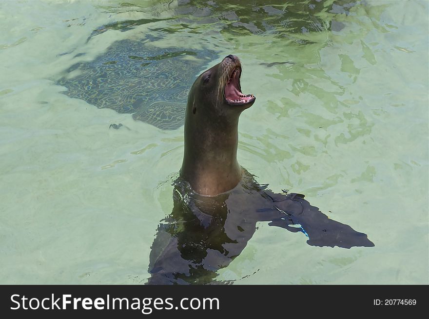 Sea lion with its mouth open. Sea lion with its mouth open