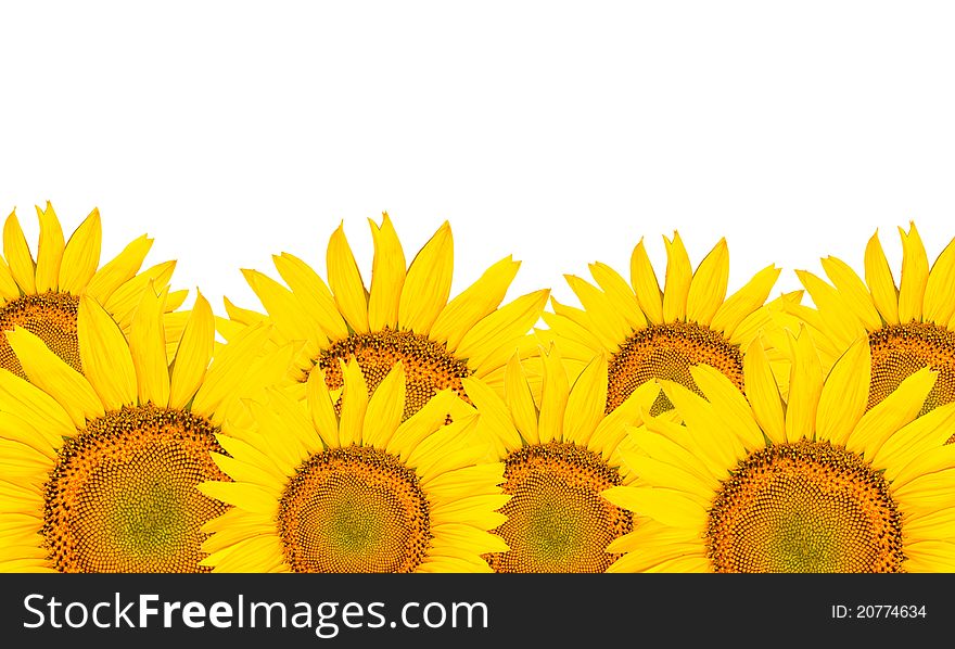 Sunflowers isolated on white background. Summer time.