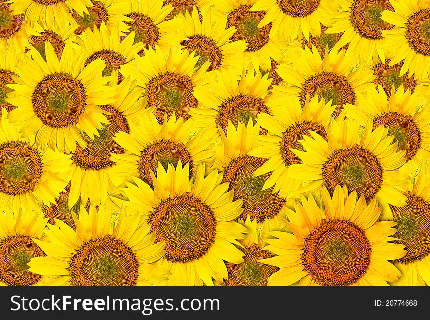 Yellow beautiful Sunflower petals closeup