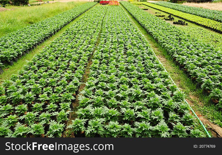 Seedlings of the same sort at farms in Thailand