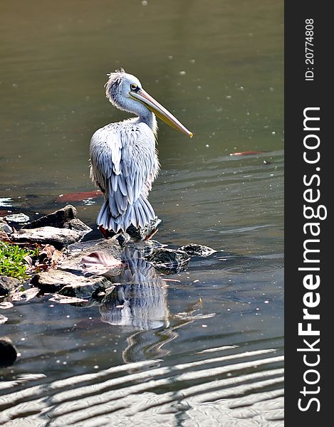 Photo of pelican at Putrajaya Wetland Park Purtajaya Malaysia