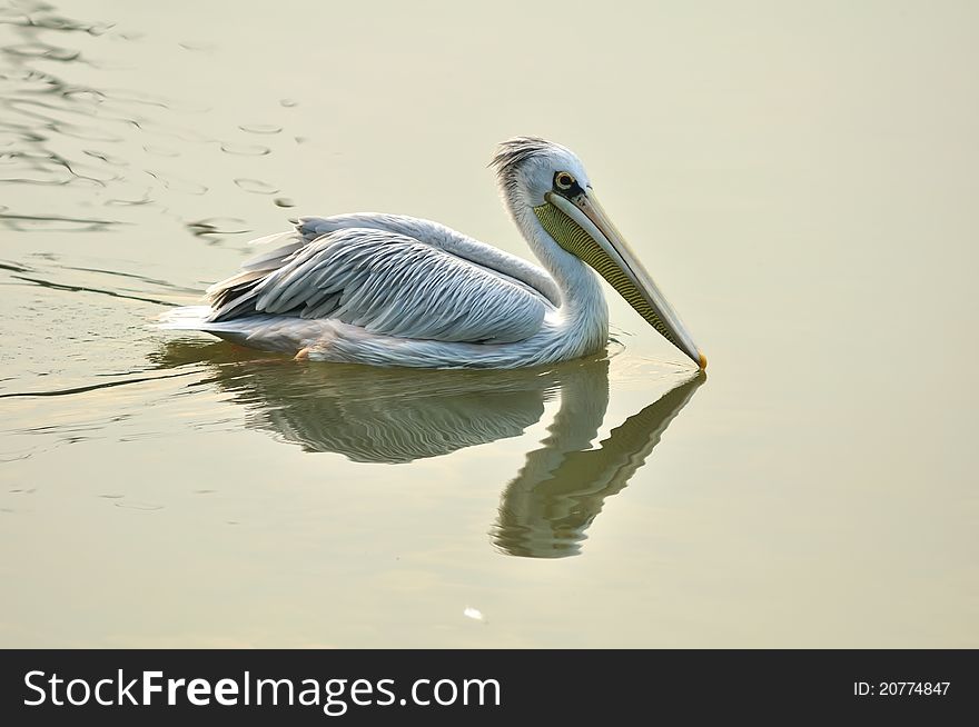 Photo of pelican with perfect mirror image at Putrajaya Wetland Park Purtajaya Malaysia