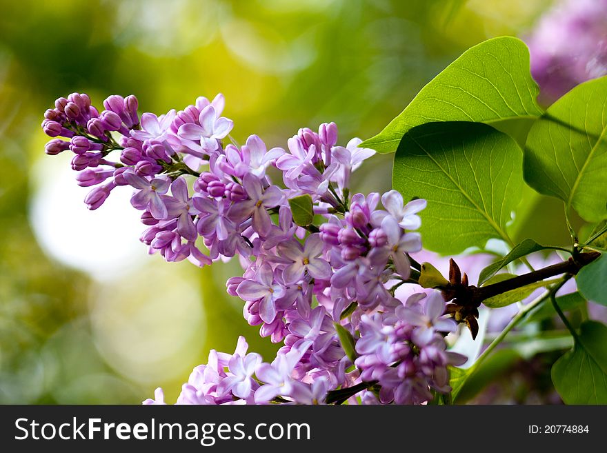 Bunch of violet fragrant pink lilac