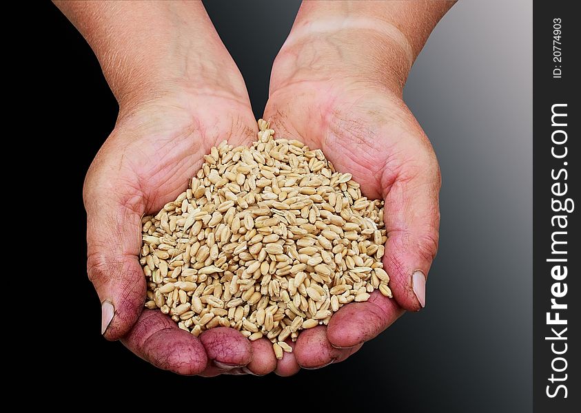 Peasant hands with the grain