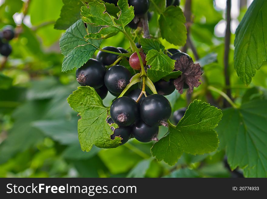Black currant berries on a green background. Black currant berries on a green background