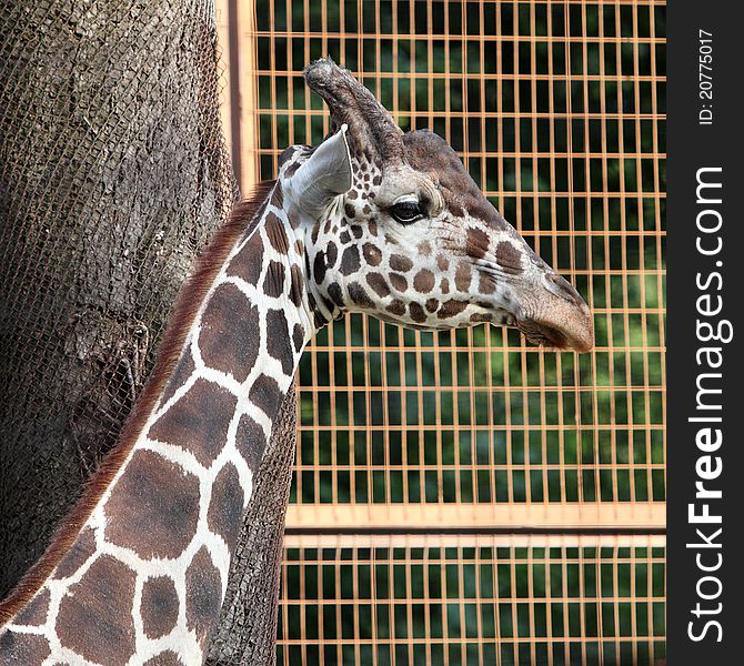 Giraffe portrait in the zoo