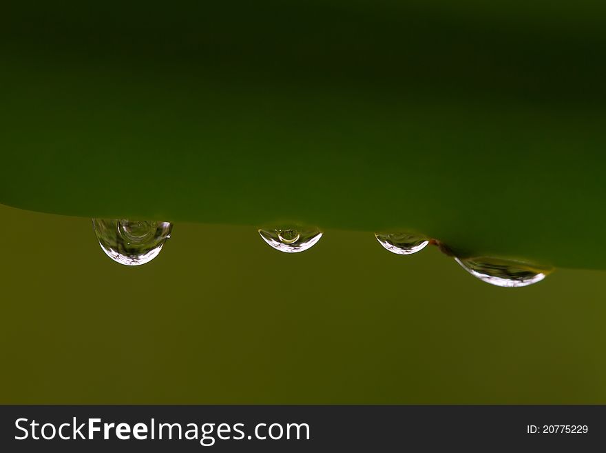 Green leaf with water drop