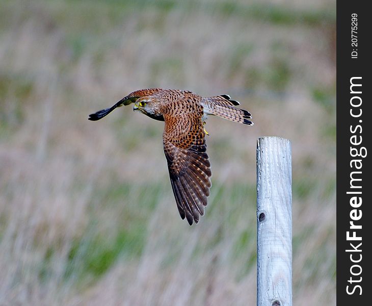 This bird of prey was caught in flight as it left the post in search of food. This bird of prey was caught in flight as it left the post in search of food.