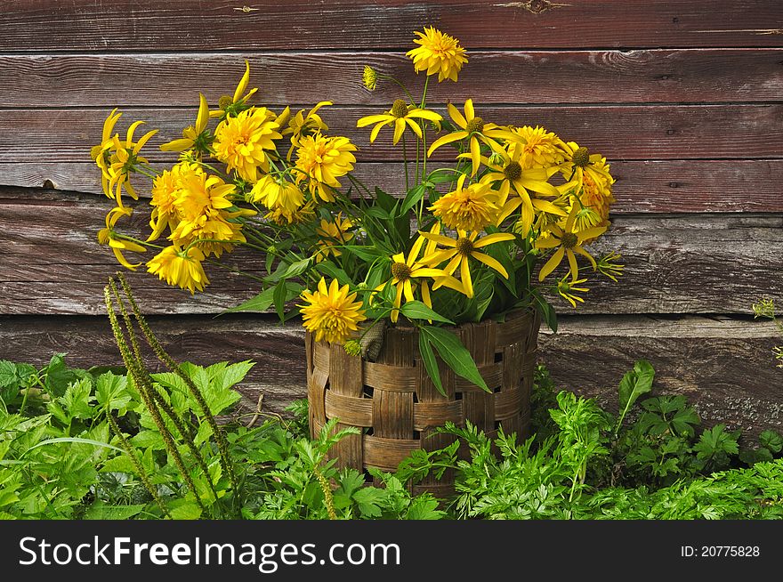 Flowers yellow in a basket against a wooden wall. Flowers yellow in a basket against a wooden wall