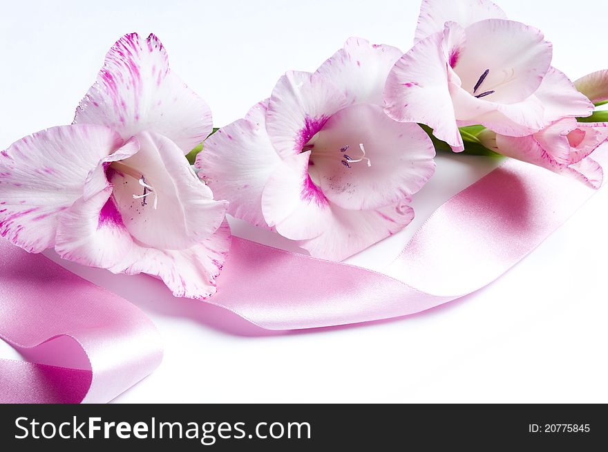 A romantic pink flower called gladiola or gladiolus with pink ribbon over white background. A romantic pink flower called gladiola or gladiolus with pink ribbon over white background