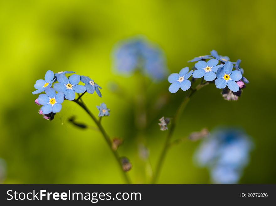 Blue forget-me-not macro in nature close up