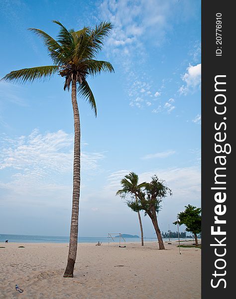 Coconut Tree On Beach