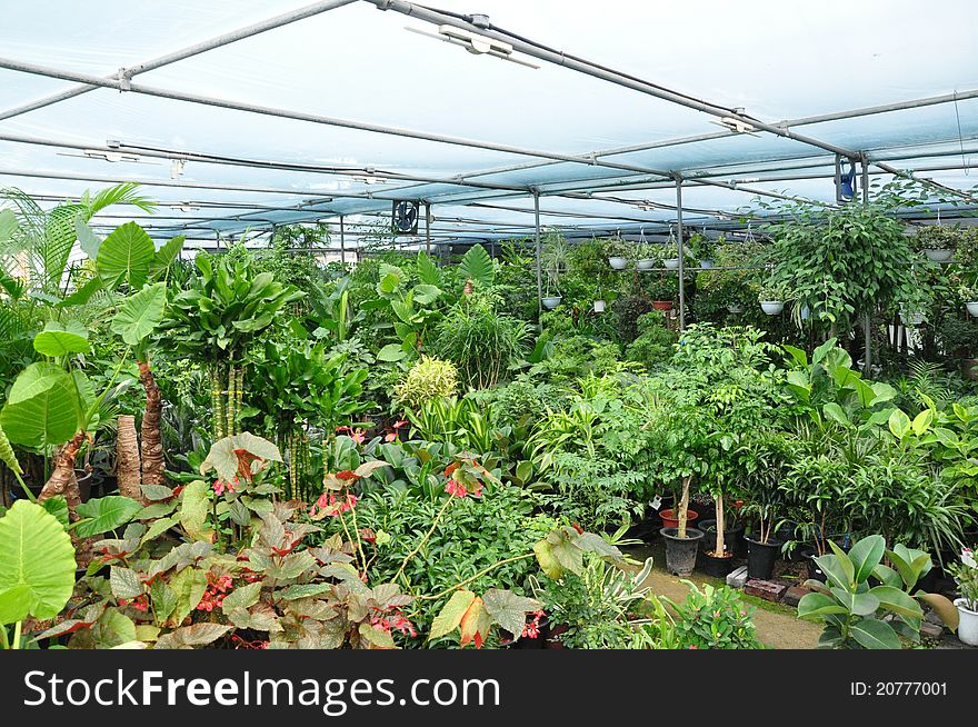 A greenhouse of asian plants in Gyeongju, South Korea. A greenhouse of asian plants in Gyeongju, South Korea.