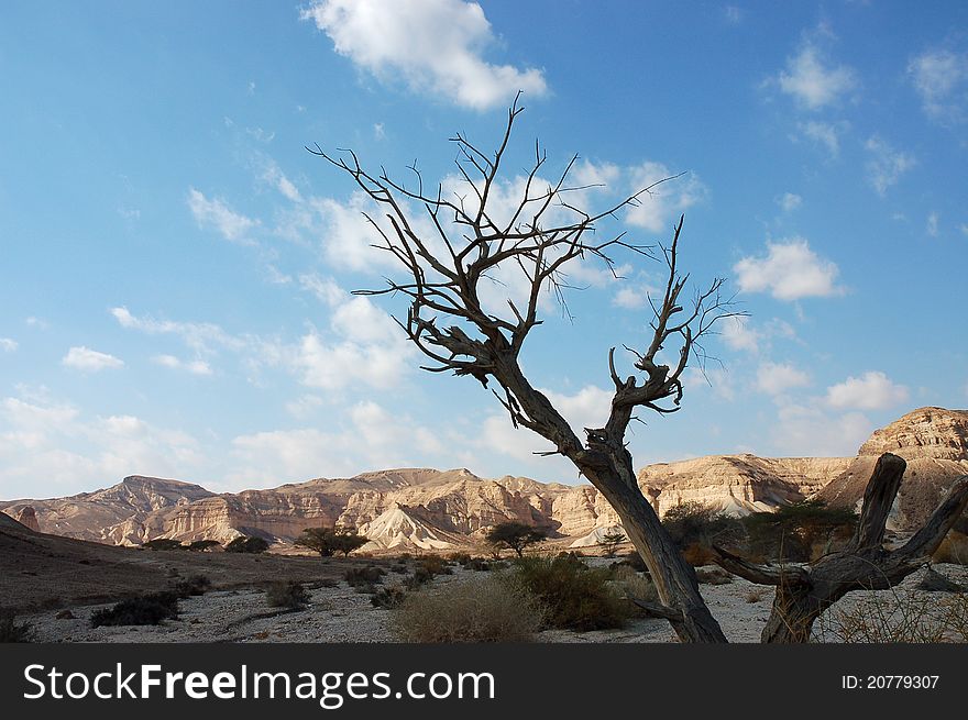 Dry tree in Negev Desert, Israel. Dry tree in Negev Desert, Israel.