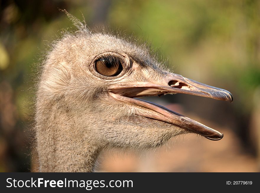 The head and neck of both male and female Ostriches is nearly bare, with a thin layer of down.