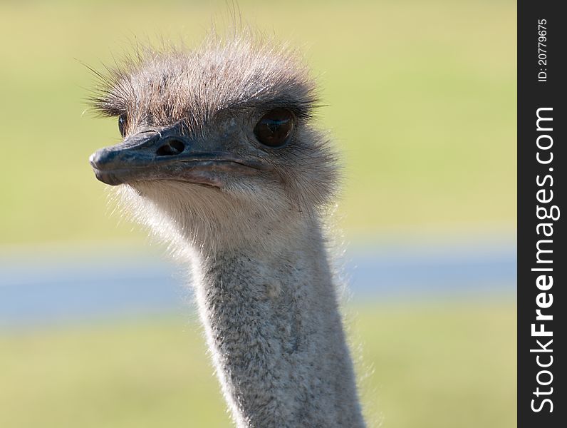 Close up of Ostrich in South America. Close up of Ostrich in South America