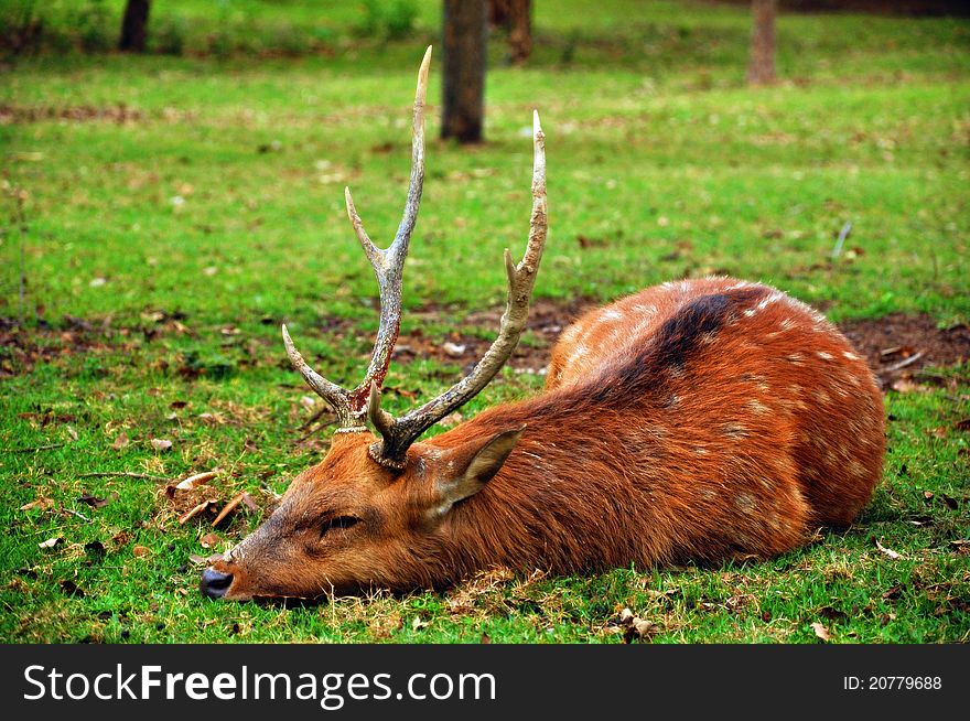 The sika deer inhabits temperate and subtropical woodlands, which often occupy areas suitable for farming and other human exploitation.