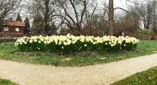 Flower Bed With White Tulips In The Botanical Garden  Ljubljana  Slovenia. Stock Image