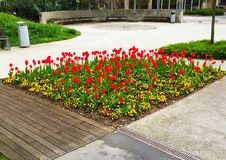 Flower Bed With Red Tulips And Yellow Flowers In Tivoli Park In The Center Of Ljubljana Slovenia. Royalty Free Stock Photography Flower Bed With Red Tulips And Yellow Flowers In Tivoli Park In The Center Of Ljubljana Slovenia. Royalty Free Stock Photography