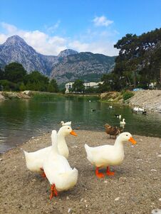 Geese On A Walk On The Shore Of The Lake. Stock Photos Geese On A Walk On The Shore Of The Lake. Stock Photos