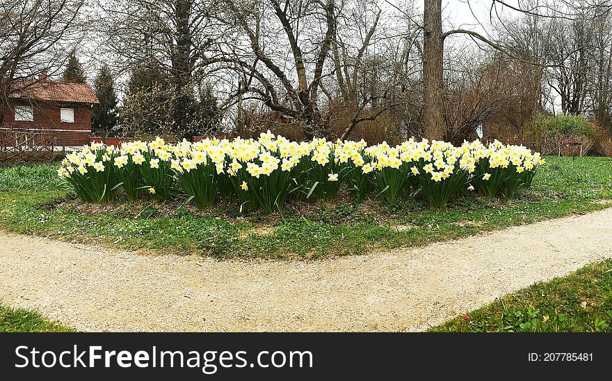 flower bed with white tulips in the botanical garden  Ljubljana  Slovenia.