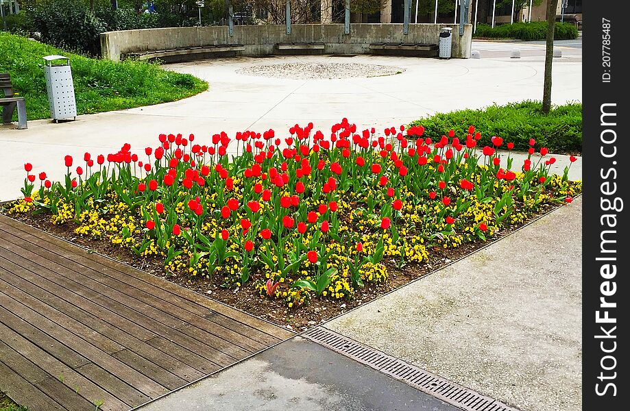 Flower bed with red tulips and yellow flowers in Tivoli Park in the center of Ljubljana Slovenia.