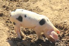 Piglet Stock Photos Piglet Stock Photos