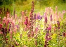 Field Of Lupine Textured. Royalty Free Stock Photo
