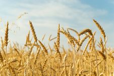 Gold Ears Of Wheat Royalty Free Stock Photography Gold Ears Of Wheat Royalty Free Stock Photography