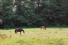 Grazing Horses Stock Photo Grazing Horses Stock Photo