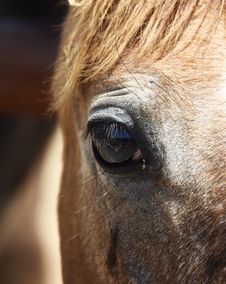 Horse`s Eye Stock Photography Horse`s Eye Stock Photography